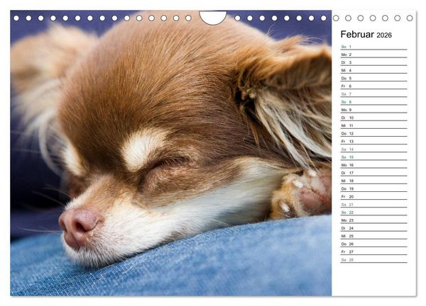 Produktbild: Chihuahuas - kleine Herzensbrecher (Wandkalender 2026 DIN A4 quer), CALVENDO Monatskalender