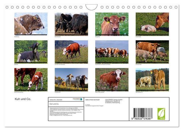 Produktbild: Kuh und Co. (Wandkalender 2026 DIN A4 quer), CALVENDO Monatskalender