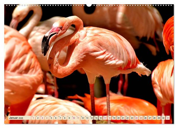 Produktbild: Flamingos - elegante Sch&ouml;nheiten (Wandkalender 2026 DIN A2 quer), CALVENDO Monatskalender
