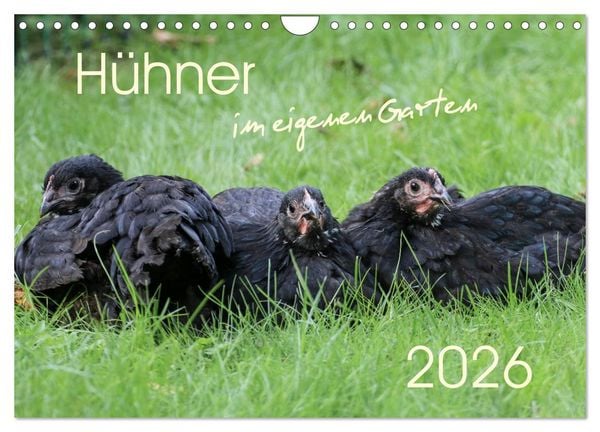 Produktbild: H&uuml;hner im eigenen Garten (Wandkalender 2026 DIN A4 quer), CALVENDO Monatskalender