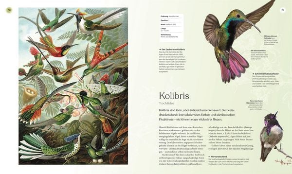 Produktbild: V&ouml;gel - Eine Natur- und Kulturgeschichte