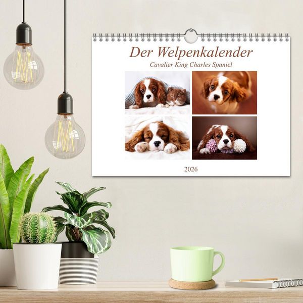 Produktbild: Der Welpenkalender - Cavalier King Charles Spaniel (Wandkalender 2026 DIN A4 quer), CALVENDO Monatskalender