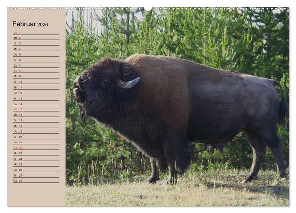 Produktbild: B&uuml;ffel. Wisent und Bison (Wandkalender 2026 DIN A2 quer), CALVENDO Monatskalender