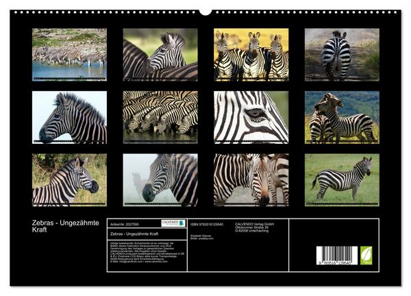 Produktbild: Zebras - Ungez&auml;hmte Kraft (hochwertiger Premium Wandkalender 2026 DIN A2 quer), Kunstdruck in Hochglanz