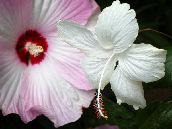 Produktbild: CALVENDO Puzzle Hibiscus Moscheutos und Hibiscus Swan Lake | 1000 Teile Lege-Gr&ouml;&szlig;e 64x48cm Foto-Puzzle f&uuml;r gl&uuml;ckliche Stunden