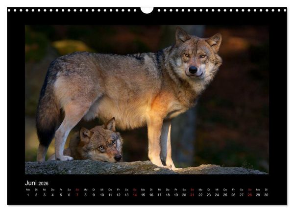 Produktbild: Wolf, Luchs und Co. - Tierbilder aus dem Bayerischen Wald (Wandkalender 2026 DIN A3 quer), CALVENDO Monatskalender