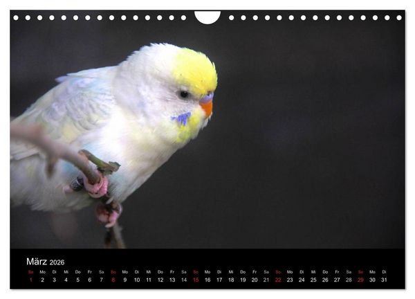 Produktbild: Wellensittiche - Naturkalender (Wandkalender 2026 DIN A4 quer), CALVENDO Monatskalender