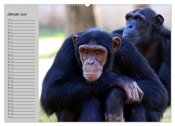 Produktbild: Schimpansen (hochwertiger Premium Wandkalender 2026 DIN A2 quer), Kunstdruck in Hochglanz