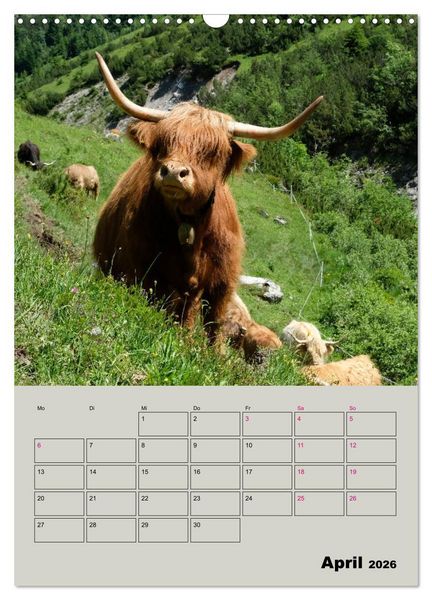 Produktbild: Kuhportraits Hornk&uuml;he (Wandkalender 2026 DIN A3 hoch), CALVENDO Monatskalender