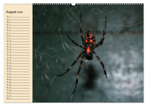 Produktbild: Faszination Spinnen (hochwertiger Premium Wandkalender 2026 DIN A2 quer), Kunstdruck in Hochglanz