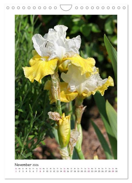 Produktbild: Traumhafte Iris (Wandkalender 2026 DIN A4 hoch), CALVENDO Monatskalender