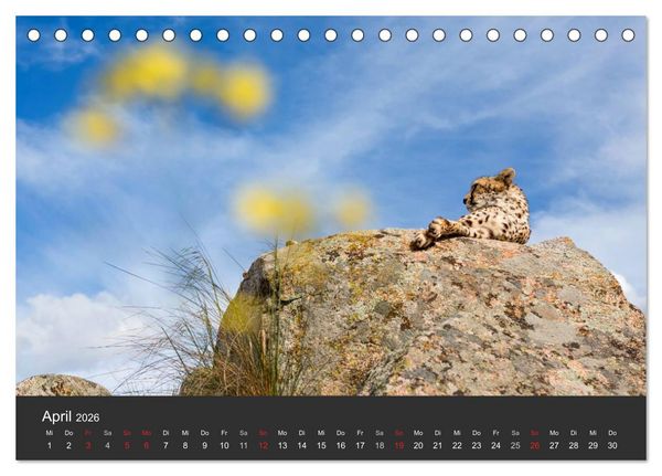 Produktbild: Geparden. Die eleganten Katzen. (Tischkalender 2026 DIN A5 quer), CALVENDO Monatskalender