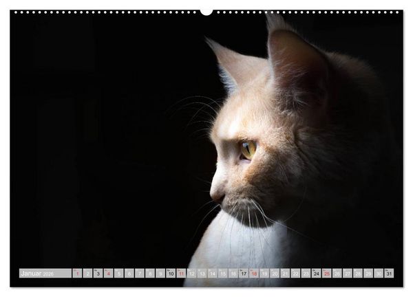Produktbild: Katzen Pers&ouml;nlichkeiten 2026 (hochwertiger Premium Wandkalender 2026 DIN A2 quer), Kunstdruck in Hochglanz