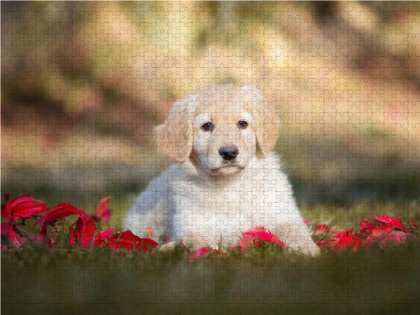 Produktbild: CALVENDO Puzzle Hovawart Welpe | 1000 Teile Lege-Gr&ouml;&szlig;e 64x48cm Foto-Puzzle f&uuml;r gl&uuml;ckliche Stunden