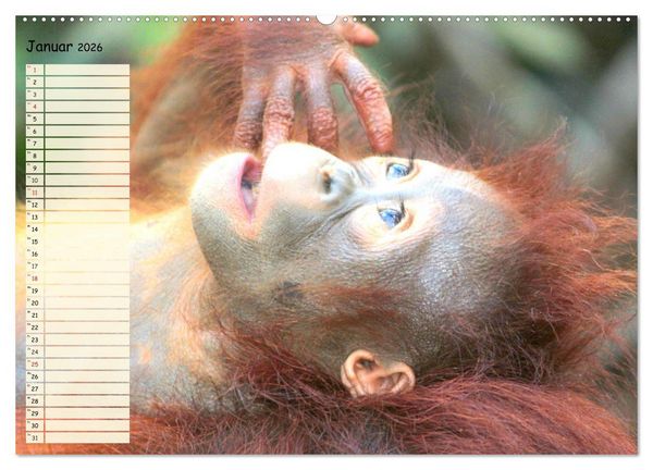 Produktbild: Zauberhafte Affenkinder. S&uuml;&szlig;er geht&acute;s nicht! (hochwertiger Premium Wandkalender 2026 DIN A2 quer), Kunstdruck in Hochglanz