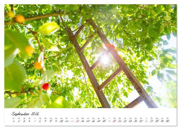 Produktbild: Kirschen aus dem Garten &ndash; Erntekalender (hochwertiger Premium Wandkalender 2026 DIN A2 quer), Kunstdruck in Hochglanz