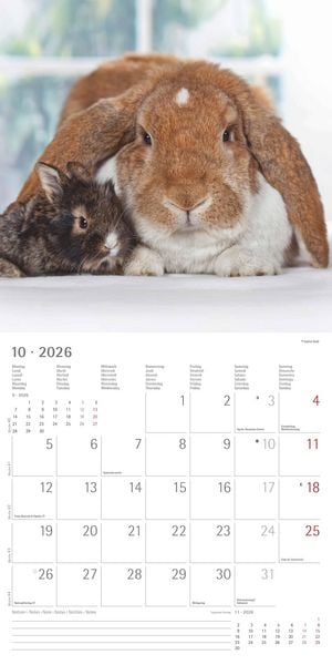 Produktbild: Kaninchen 2026 - Broschürenkalender 30x30 cm (30x60 geöffnet) - Kalender mit Platz für Notizen - Rabbits - Bildkalender - Wandplaner - Wandkalender