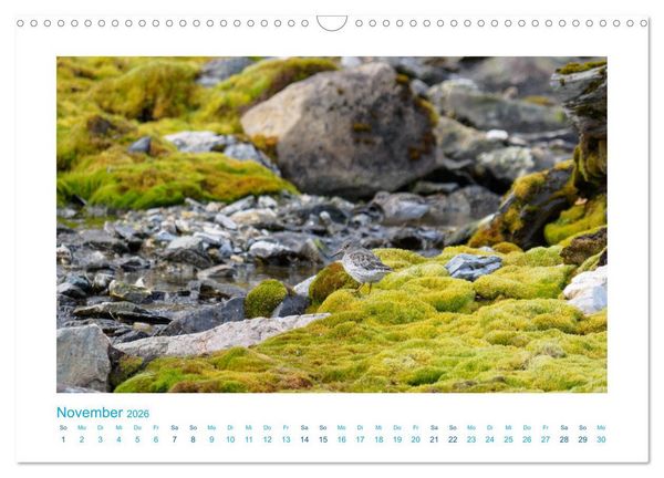 Produktbild: Spitzbergen - Landschaft - Eis - Tierwelt (Wandkalender 2026 DIN A3 quer), CALVENDO Monatskalender