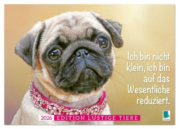 Der Mops: Nicht klein, sondern aufs Wesentliche reduziert. (Wandkalender 2026 DIN A2 quer), CALVENDO Monatskalender