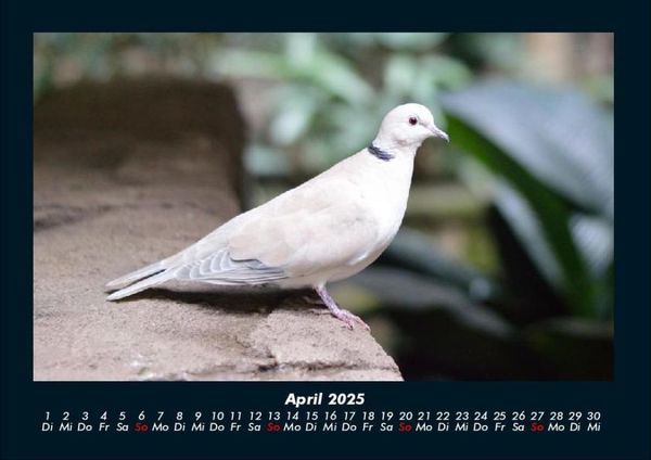 Produktbild: V&ouml;gel 2025 Fotokalender DIN A4