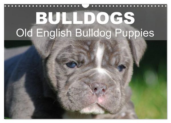Bulldogs - Old English Bulldog Puppies (Wall Calendar 2026 DIN A3 landscape), CALVENDO 12 Month Wall Calendar