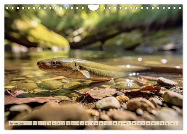 Produktbild: Aale in Seen und Fl&uuml;ssen (Wandkalender 2027 DIN A4 quer), CALVENDO Monatskalender