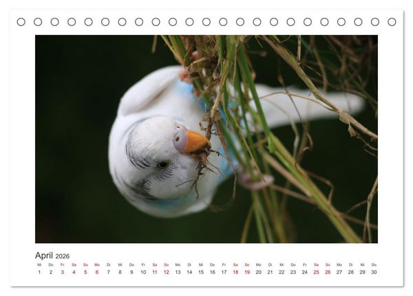 Produktbild: Wellensittichkalender! - Das Original (Tischkalender 2026 DIN A5 quer), CALVENDO Monatskalender