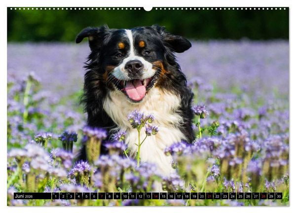 Produktbild: Berner Sennenhunde in Action (Wandkalender 2026 DIN A2 quer), CALVENDO Monatskalender