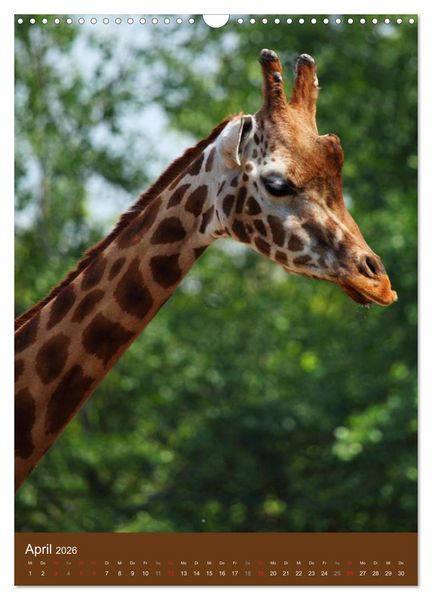 Produktbild: Giraffen (Wandkalender 2026 DIN A3 hoch), CALVENDO Monatskalender