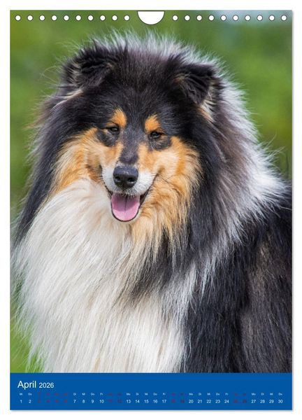 Produktbild: Traumhund Collie - Gl&uuml;ck auf vier Pfoten (Wandkalender 2026 DIN A4 hoch), CALVENDO Monatskalender