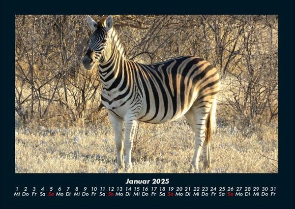 Produktbild: Zebrazauber 2025 Fotokalender DIN A4