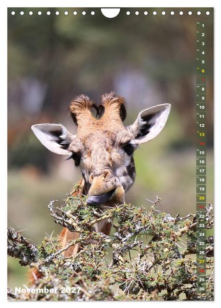 Produktbild: Giraffen - Anmut und Sanftheit (Wandkalender 2027 DIN A4 hoch), CALVENDO Monatskalender