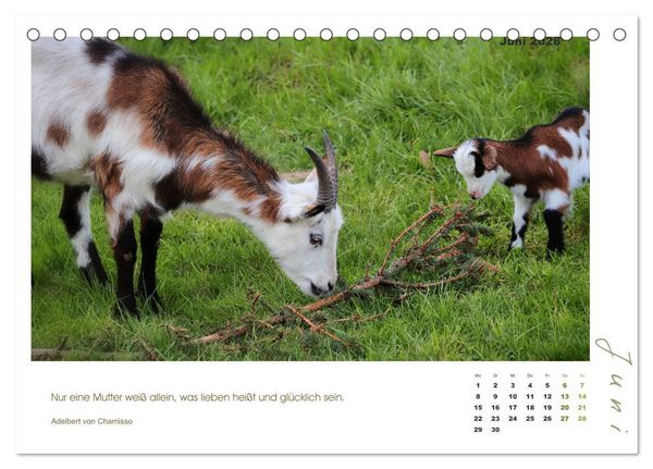 Produktbild: Mutterliebe - Ziegen mit ihren s&uuml;&szlig;en L&auml;mmern (Tischkalender 2026 DIN A5 quer), CALVENDO Monatskalender