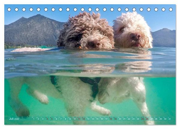 Produktbild: Lagotto Romagnolo - Wasserspiele (Tischkalender 2026 DIN A5 quer), CALVENDO Monatskalender