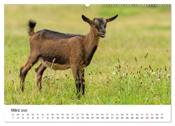 Produktbild: Alte Nutztierrassen 2026 (Wandkalender 2026 DIN A2 quer), CALVENDO Monatskalender