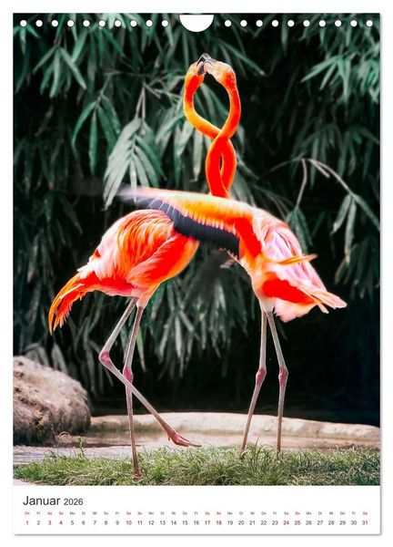 Produktbild: Flamingos in rosa Federpracht. (Wandkalender 2026 DIN A4 hoch), CALVENDO Monatskalender