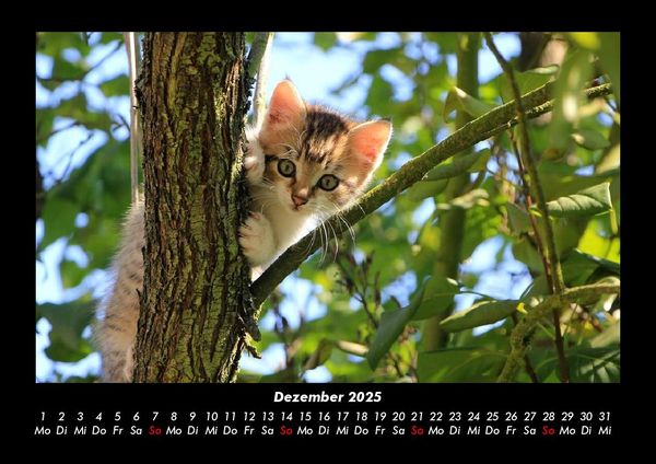 Produktbild: B&auml;ume 2025 Fotokalender DIN A3