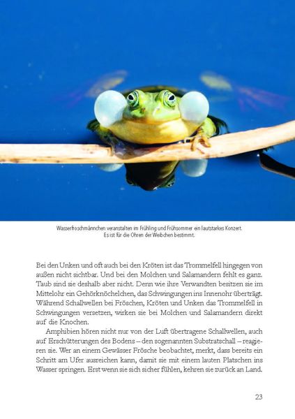 Produktbild: Wunderwelt heimische Amphibien