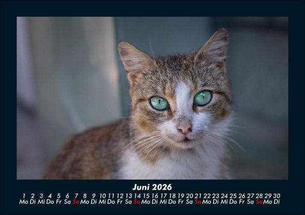 Produktbild: F&uuml;r Katzenfreunde 2026 Fotokalender DIN A5