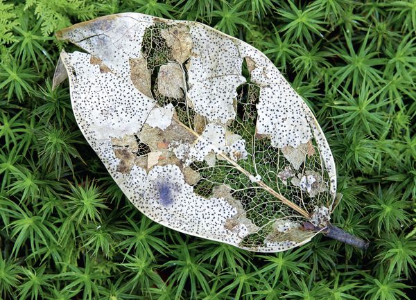 Produktbild: Chiemen-Halbinsel, Naturoase am Zugersee im Wandel der Jahreszeiten
