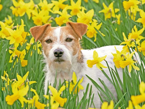 Produktbild: CALVENDO Puzzle Jack Russell Terrier in einem Feld voll gelber, bl&uuml;hender Narzissen. 1000 Teile Lege-Gr&ouml;&szlig;e 64 x 48 cm Foto-Puzzle Bild von CALVENDO