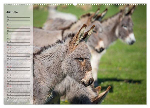 Produktbild: Esel. H&uuml;bsch, klug und flei&szlig;ig (Wandkalender 2026 DIN A2 quer), CALVENDO Monatskalender