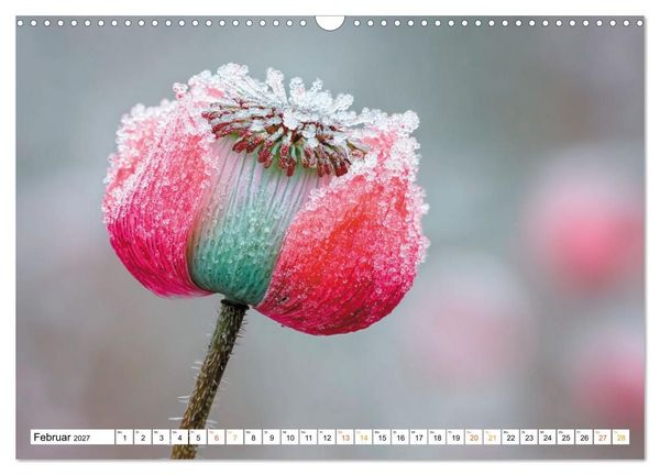 Produktbild: Mohn im Atem des Winters (Wandkalender 2027 DIN A3 quer), CALVENDO Monatskalender