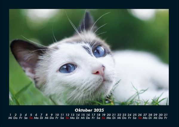 Produktbild: F&uuml;r Katzenfreunde 2025 Fotokalender DIN A4