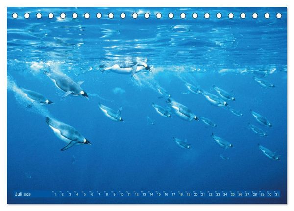 Produktbild: Tauchen: Wunderbares tiefblaues Meer (Tischkalender 2026 DIN A5 quer), CALVENDO Monatskalender