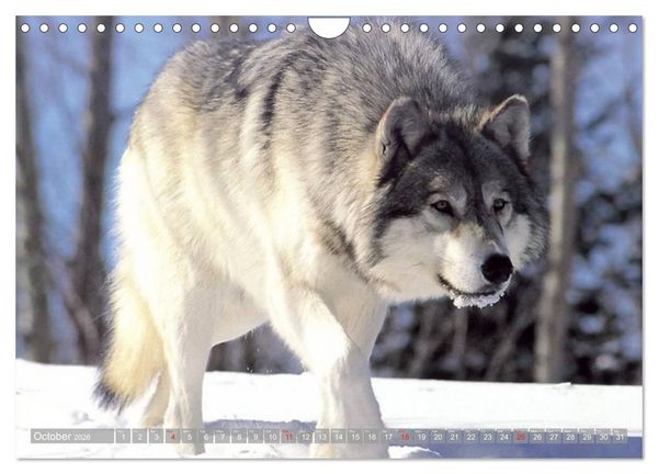 Produktbild: Wolves &bull; Faces of social hunters (Wall Calendar 2026 DIN A4 landscape), CALVENDO 12 Month Wall Calendar