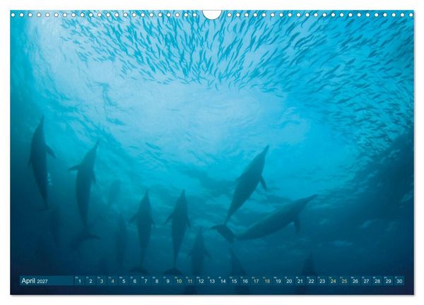 Produktbild: Delfine: Elegante Wellenreiter (Wandkalender 2027 DIN A3 quer), CALVENDO Monatskalender