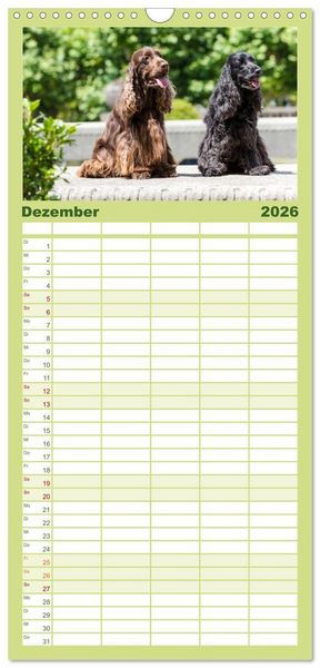 Produktbild: Familienplaner 2026 - English Cocker Spaniels - Ein Spaziergang im Park mit 5 Spalten (Wandkalender, 21 x 45 cm) CALVENDO