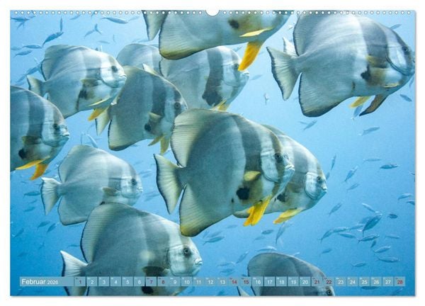 Produktbild: Tauchen, Fische und Meer (Wandkalender 2026 DIN A2 quer), CALVENDO Monatskalender