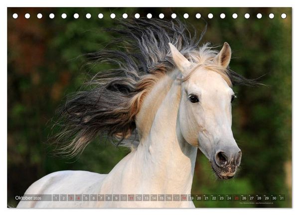 Produktbild: Edle spanische Pferde - Pura Raza Espanola (Tischkalender 2026 DIN A5 quer), CALVENDO Monatskalender
